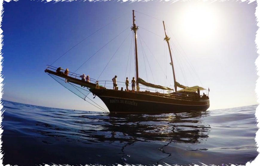 Bonita de Madeira – Dolphins & Whales Tour