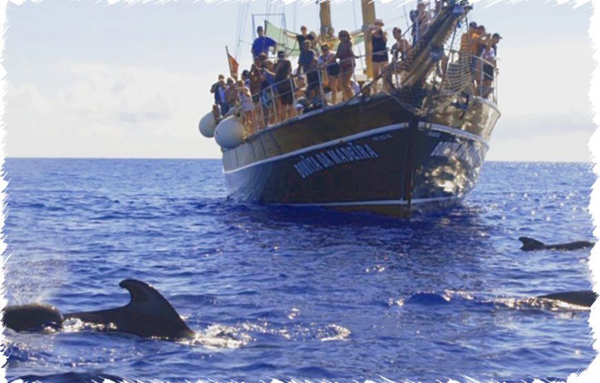 Ventura Tiger Boat – Swimming with Wild Dolphins