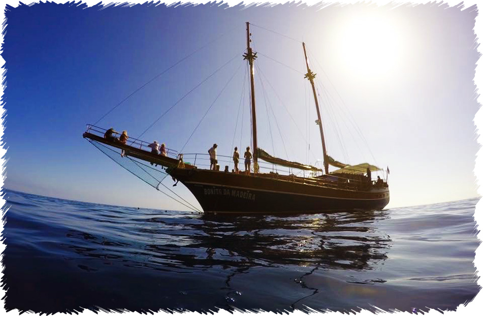 Bonita de Madeira - Dolphins & Whales Tours