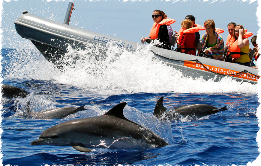 Rota dos Cetaceos – Swimming with Wild Dolphins