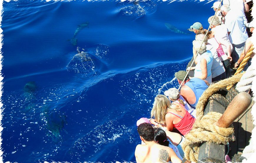 Santa Maria Colombo – Dolphin and Whale Watching