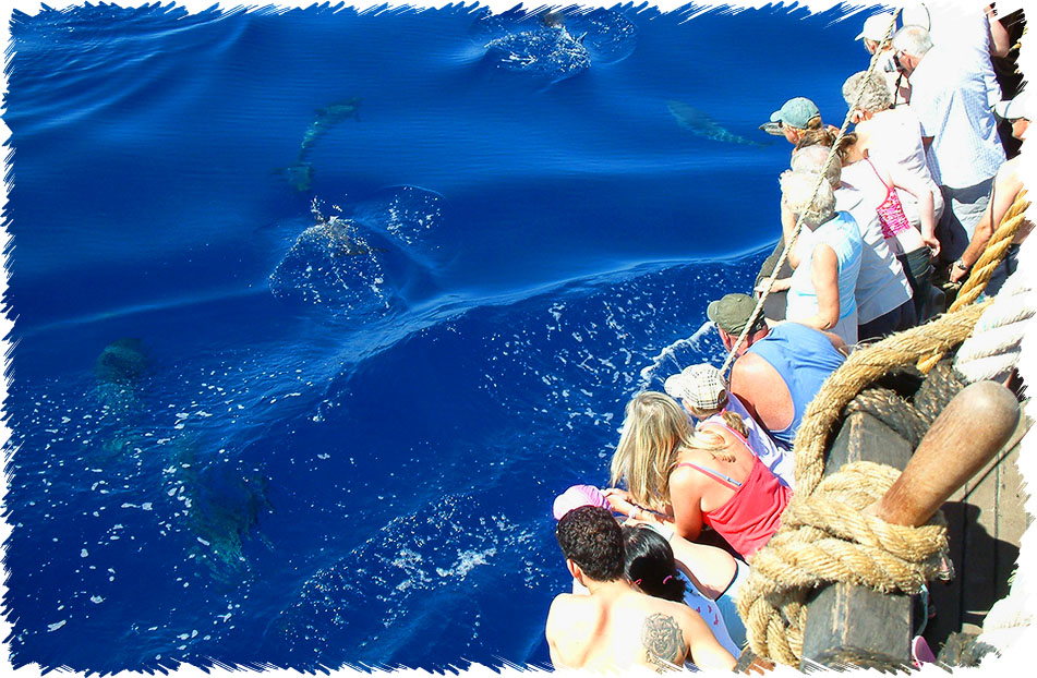 Santa Maria Pirate Ship - dolphin and whale watching