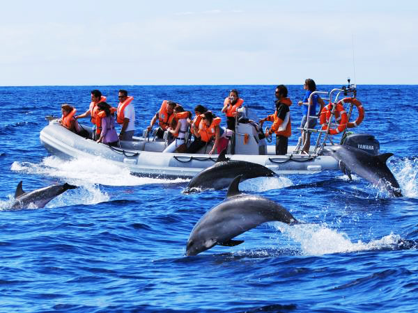 Swimming with Dolphins in Madeira