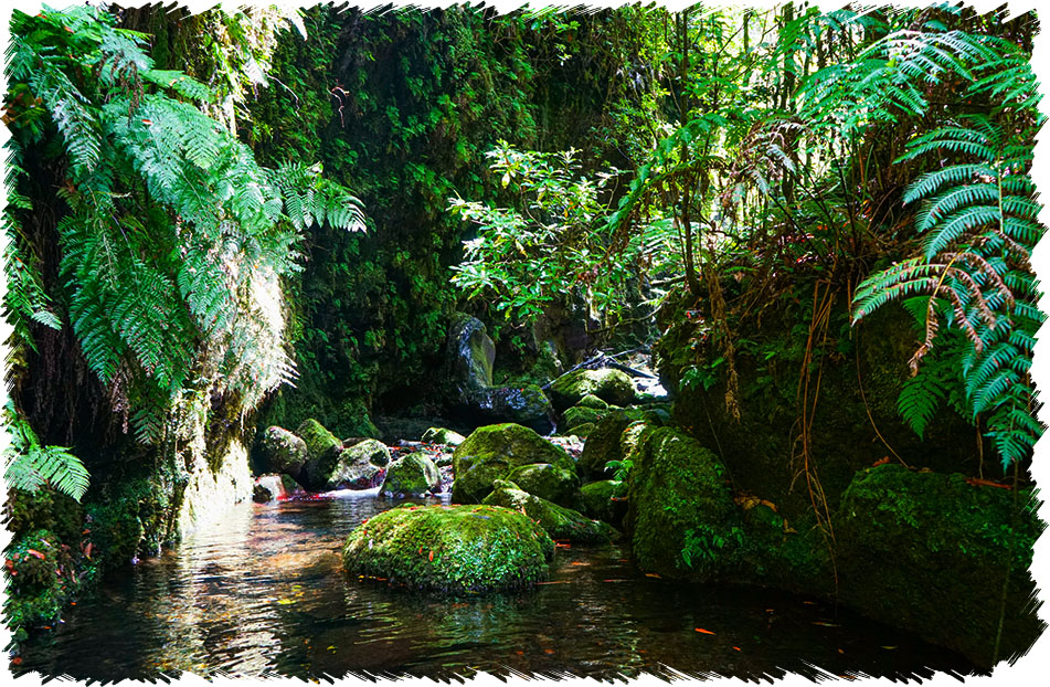 The Kings Walk Madeira
