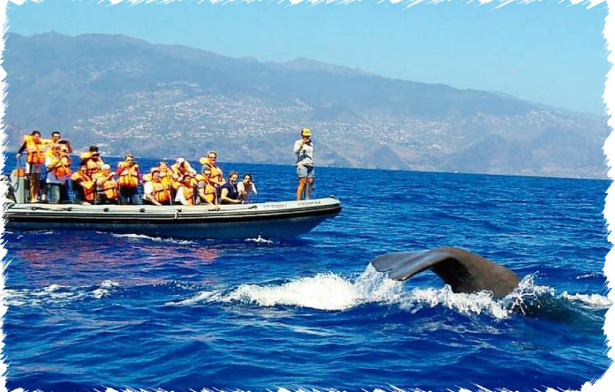 Ventura Tiger Boat – Dolphin & Whale Watching