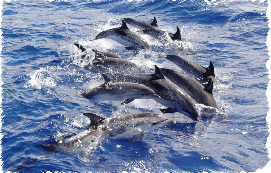 Whale and Dolphin Watching – Ventura do Mar